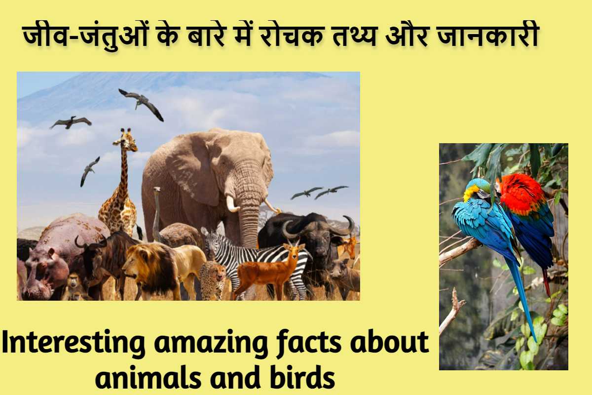 interesting-amazing-facts-about-animals-and-birds-wissenpoint