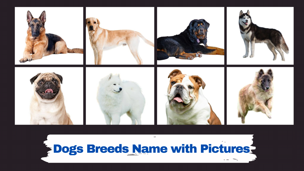 Dogs Breeds Name with Pictures | कुत्तों की प्रमुख ...